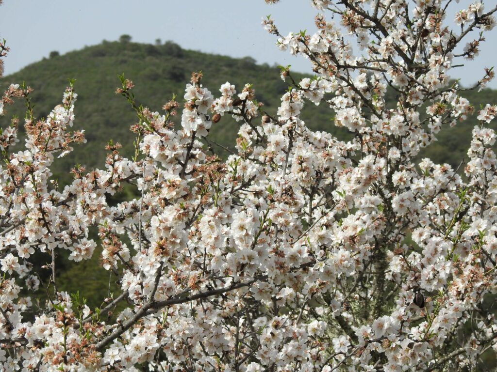 Almond Blossom by BeckyB (1)