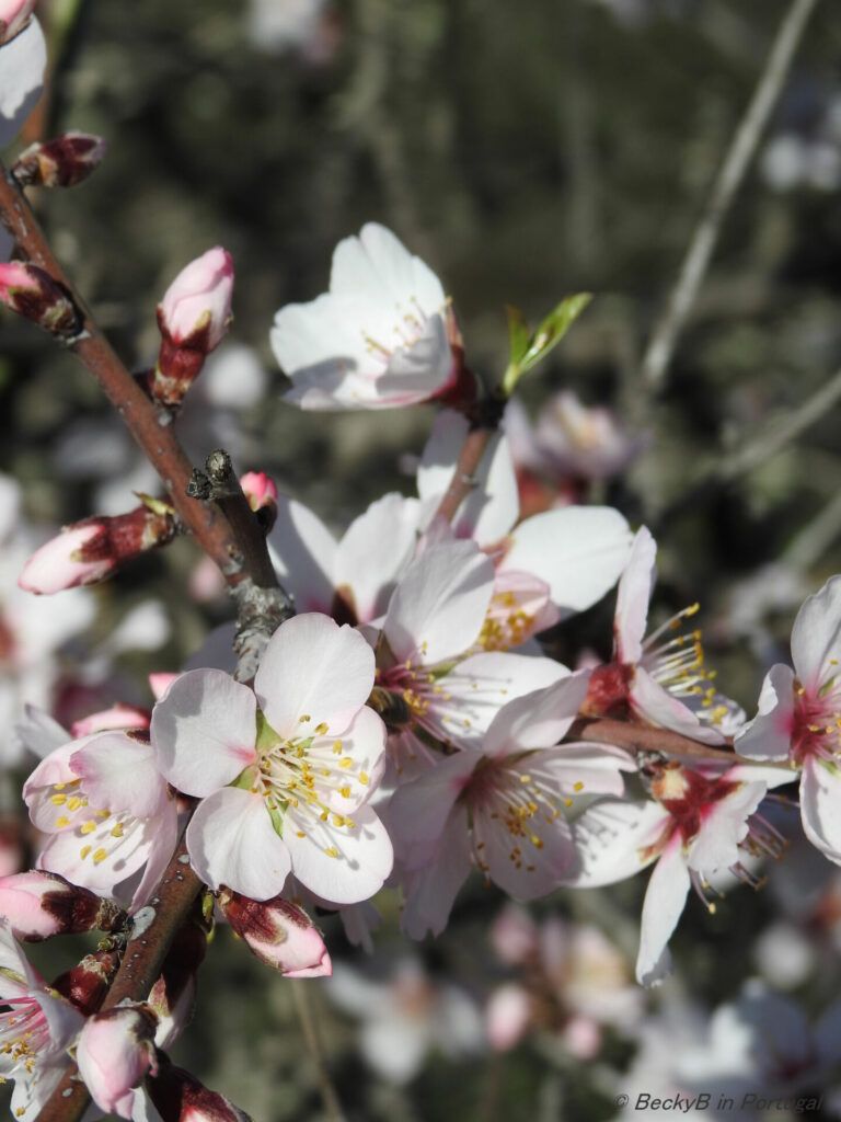 Almond Blossom by BeckyB (2)