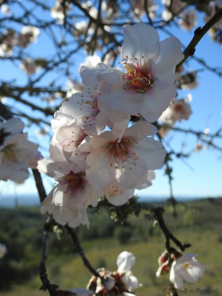 Almond Blossom by BeckyB (3)