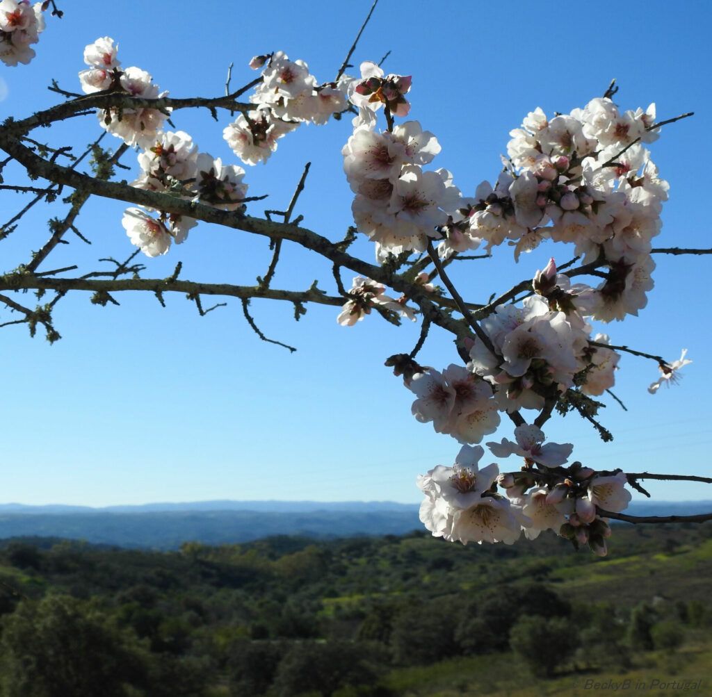 Almond Blossom by BeckyB (4)