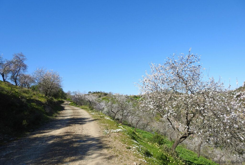 Almond Blossom by BeckyB (5)