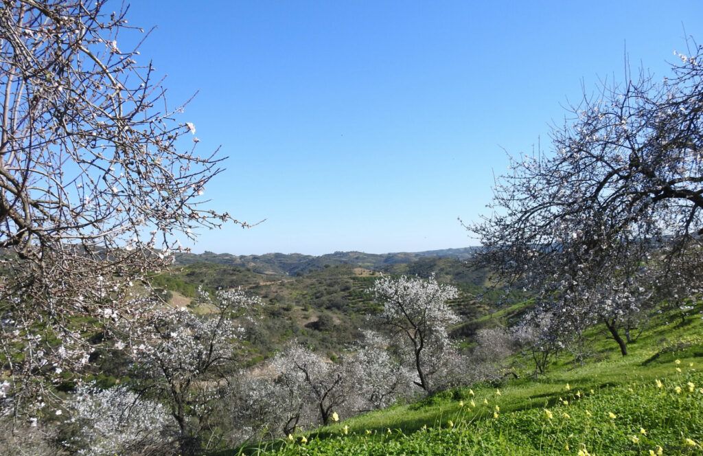 Almond Blossom by BeckyB (6)