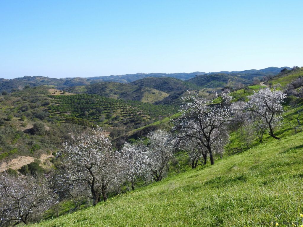 Almond Blossom by BeckyB (7)