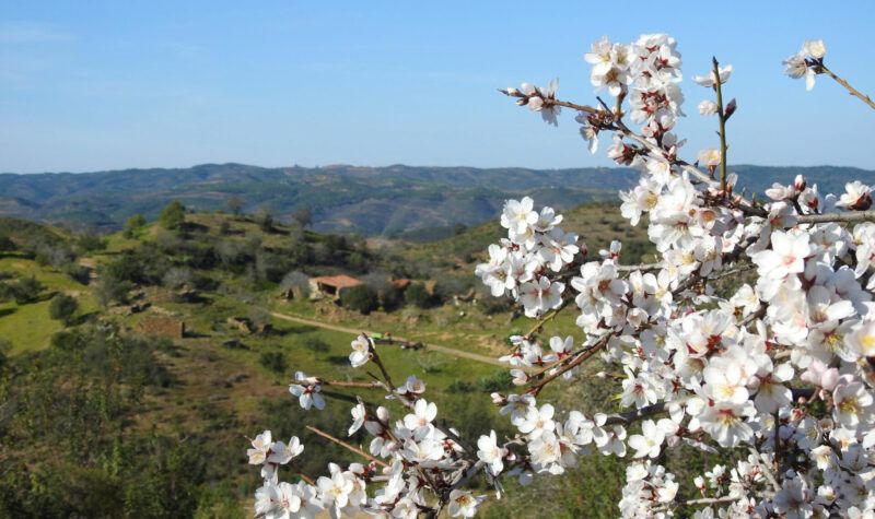 Almond Blossom by BeckyB (9)