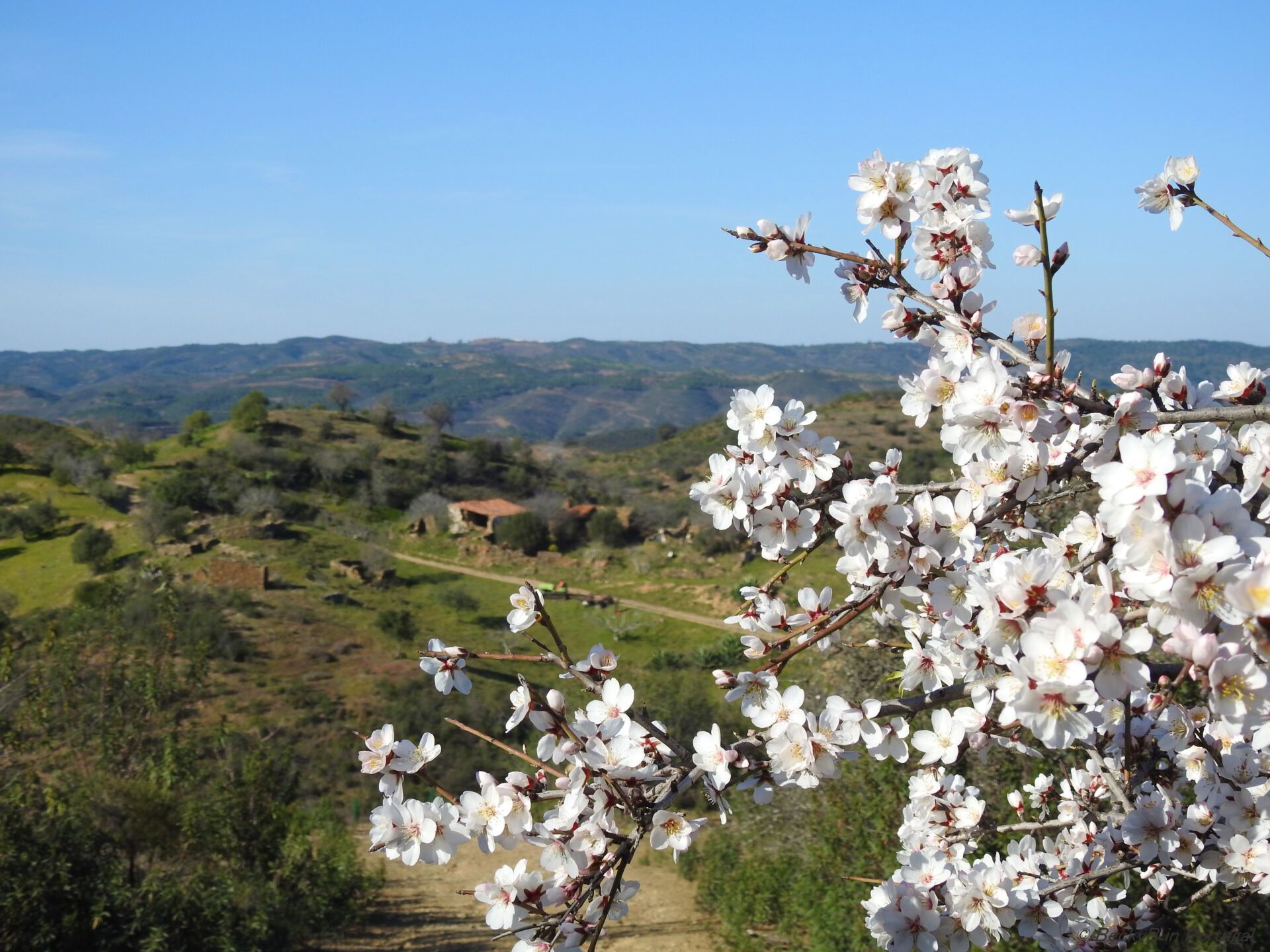 Almond Blossom by BeckyB (9)