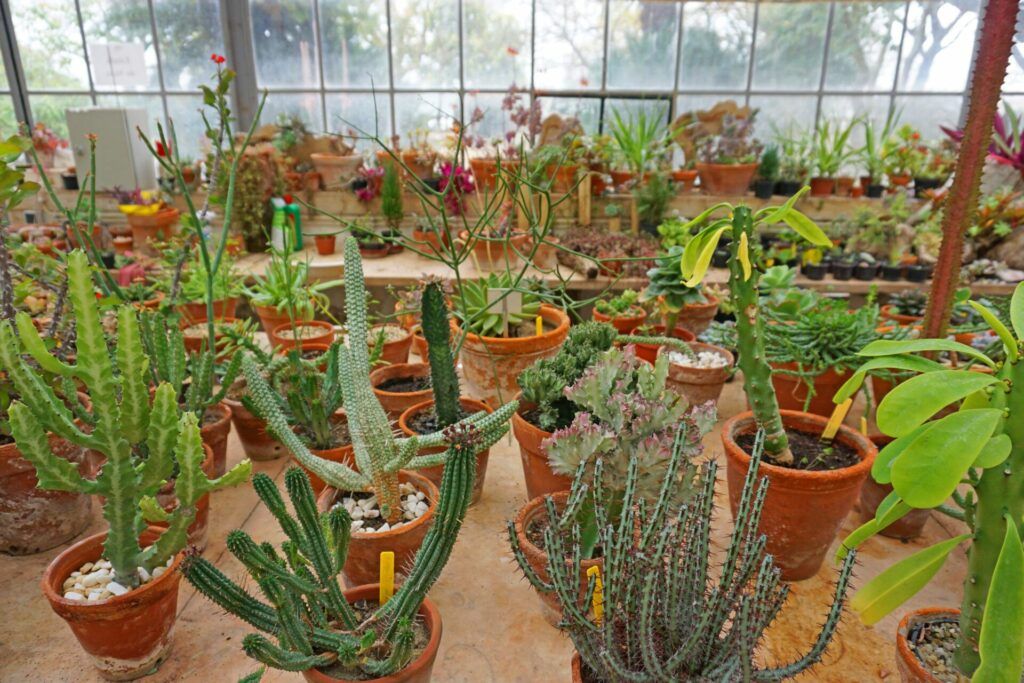 Greenhouse plants at the Jardim Botânico da Ajuda