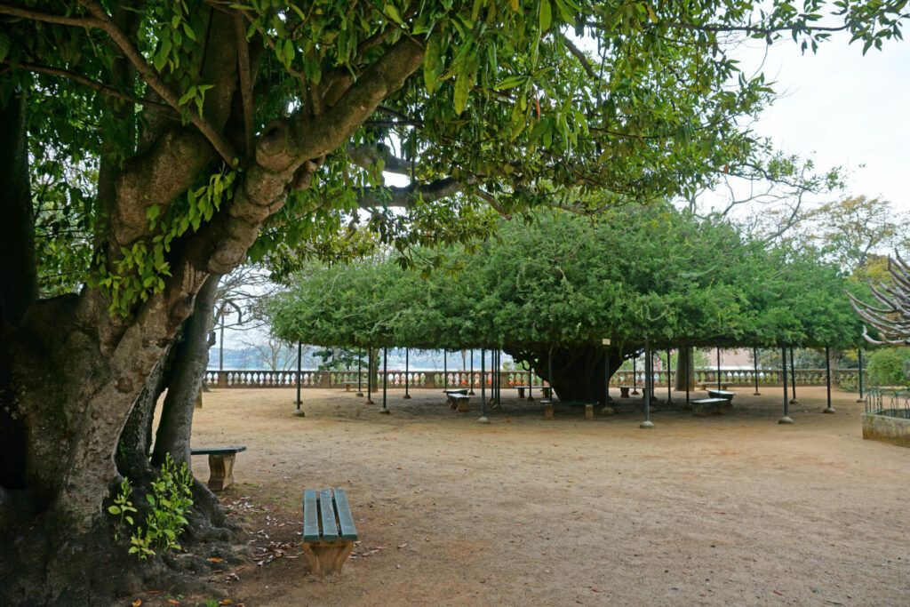 Tree at the Jardim Botânico da Ajuda