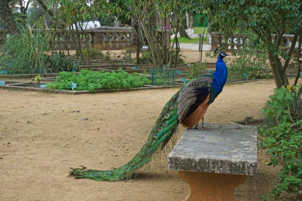 Peacock at the Ajuda Botanical Garden