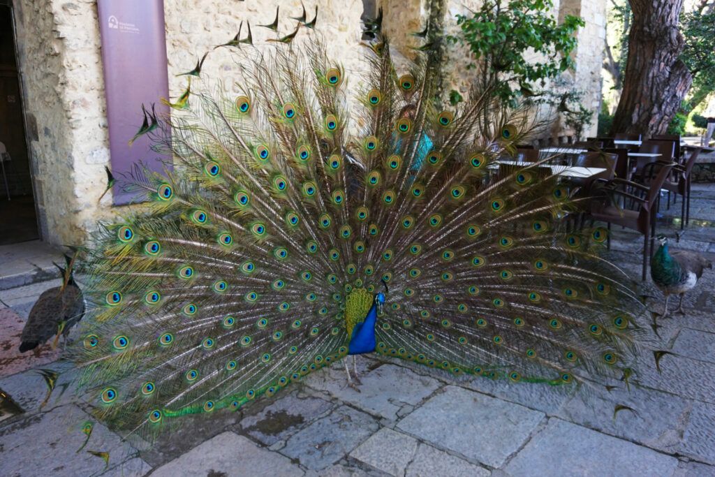Peacocks at the castle
