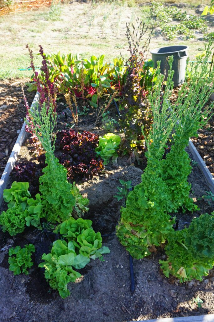 Quinta do Cobral vegetable patch