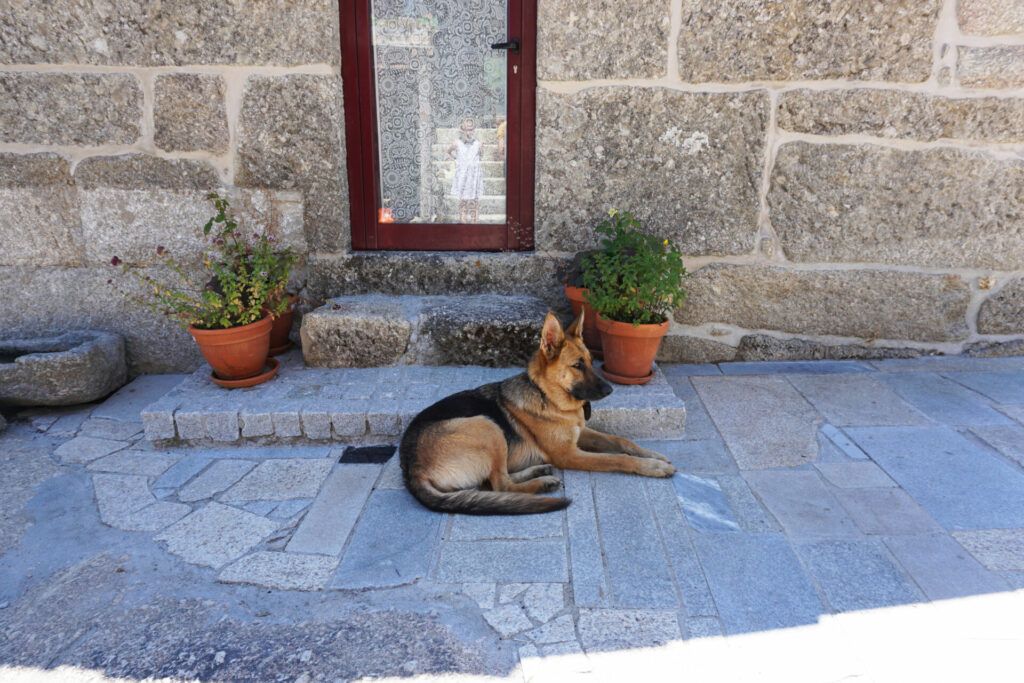 Quinta do Cobral guard dog
