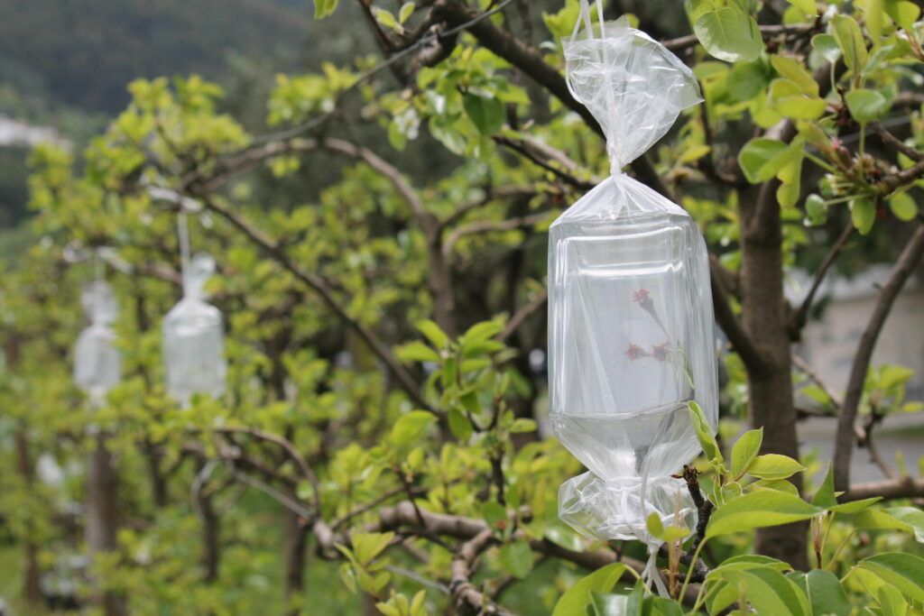 Bottles on trees Licor Beirao