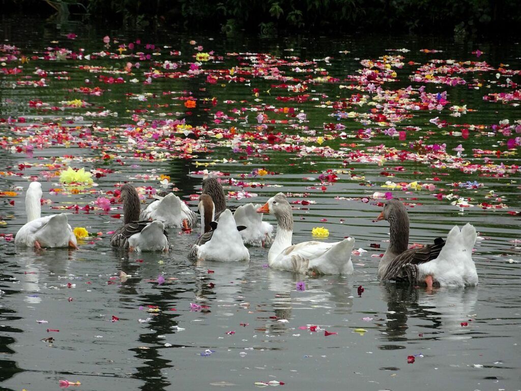 Ducks in the Nabao River