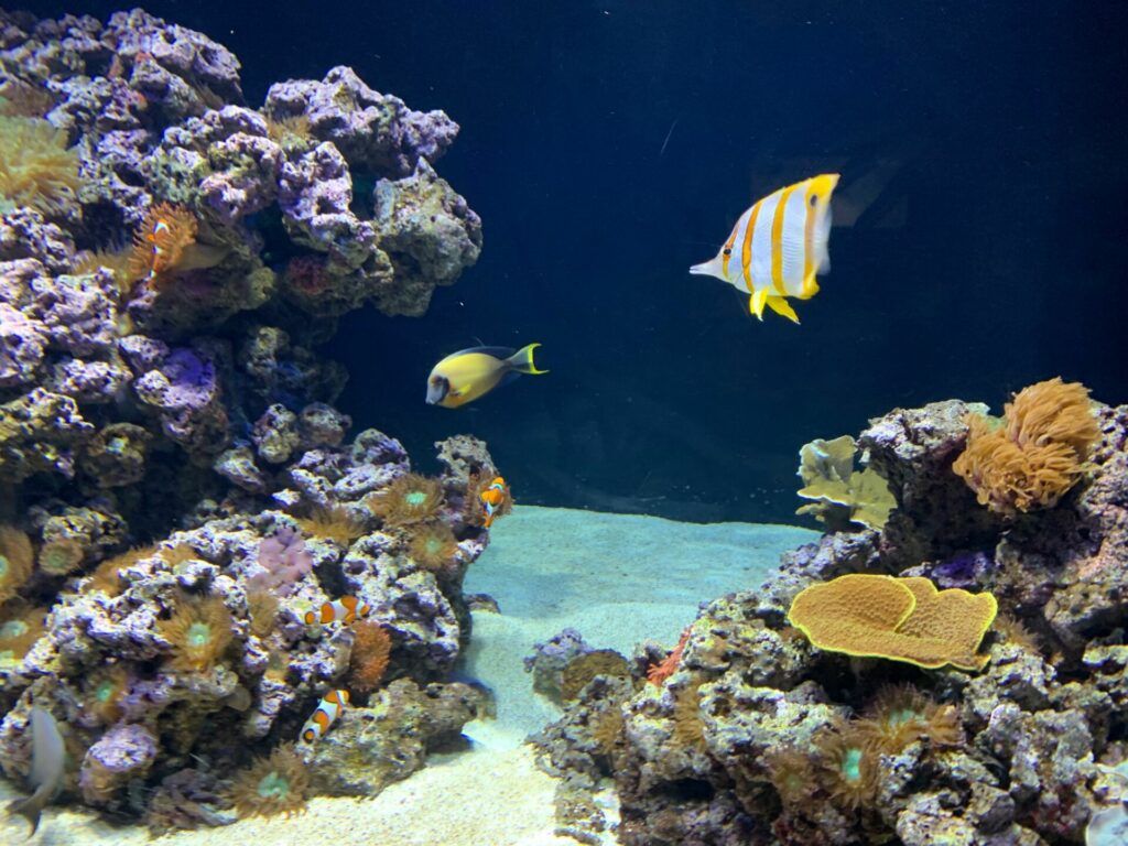 fish - oceanarium