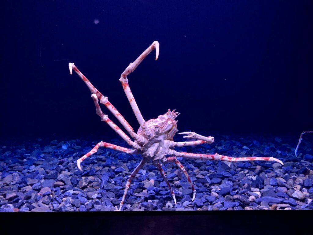 Giant spider crab