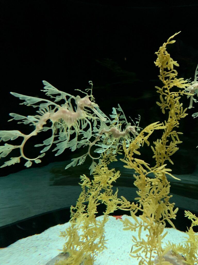 Leafy sea dragon