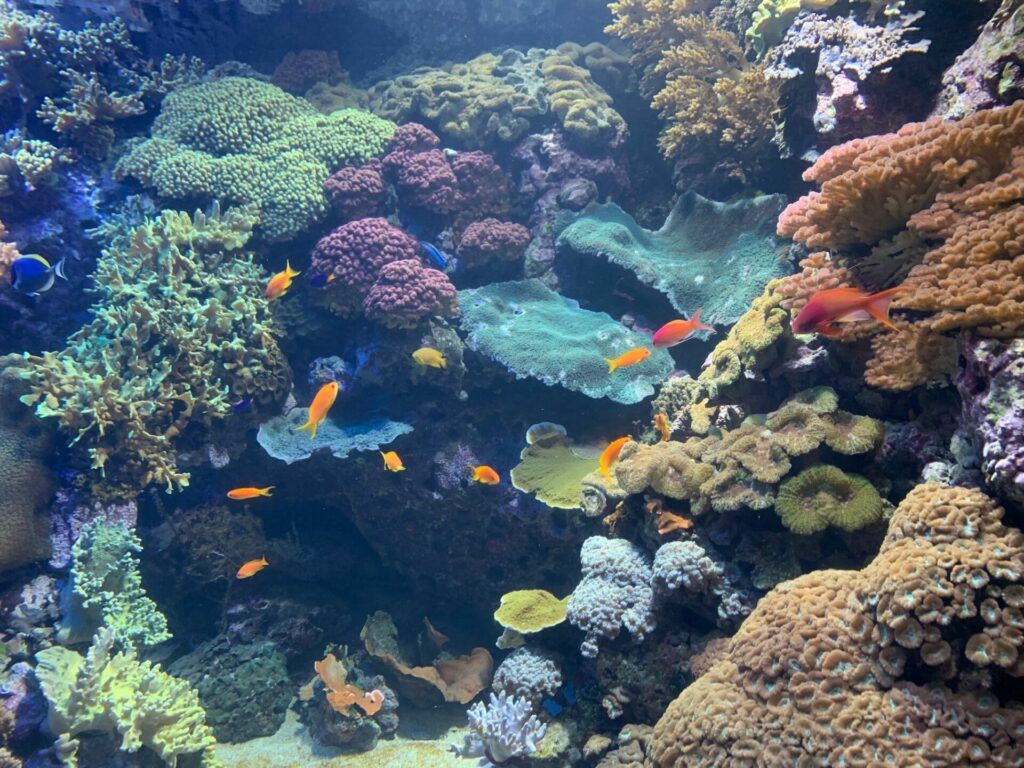oceanarium fish