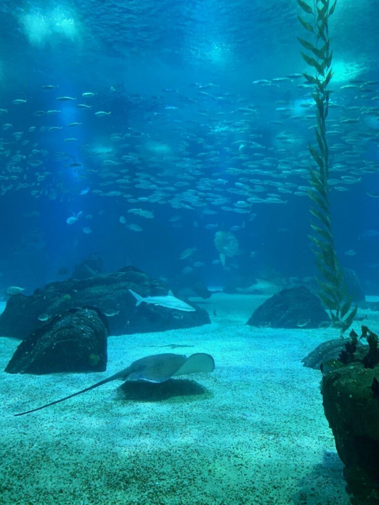 oceanarium central aquarium