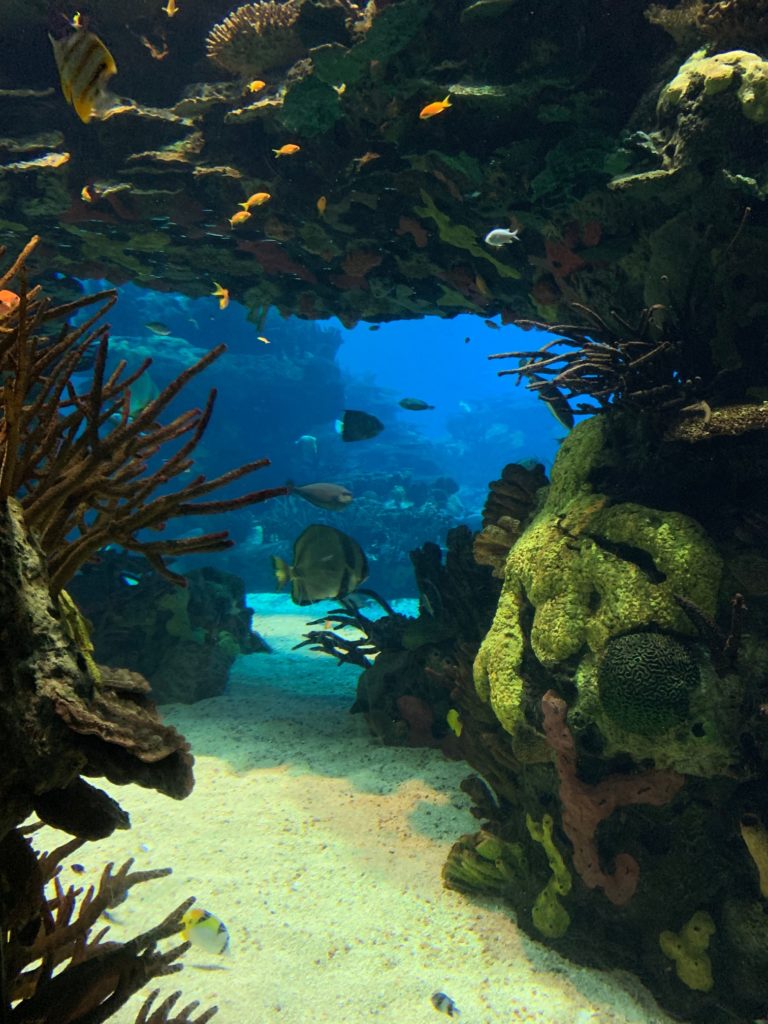 Oceanario de Lisboa