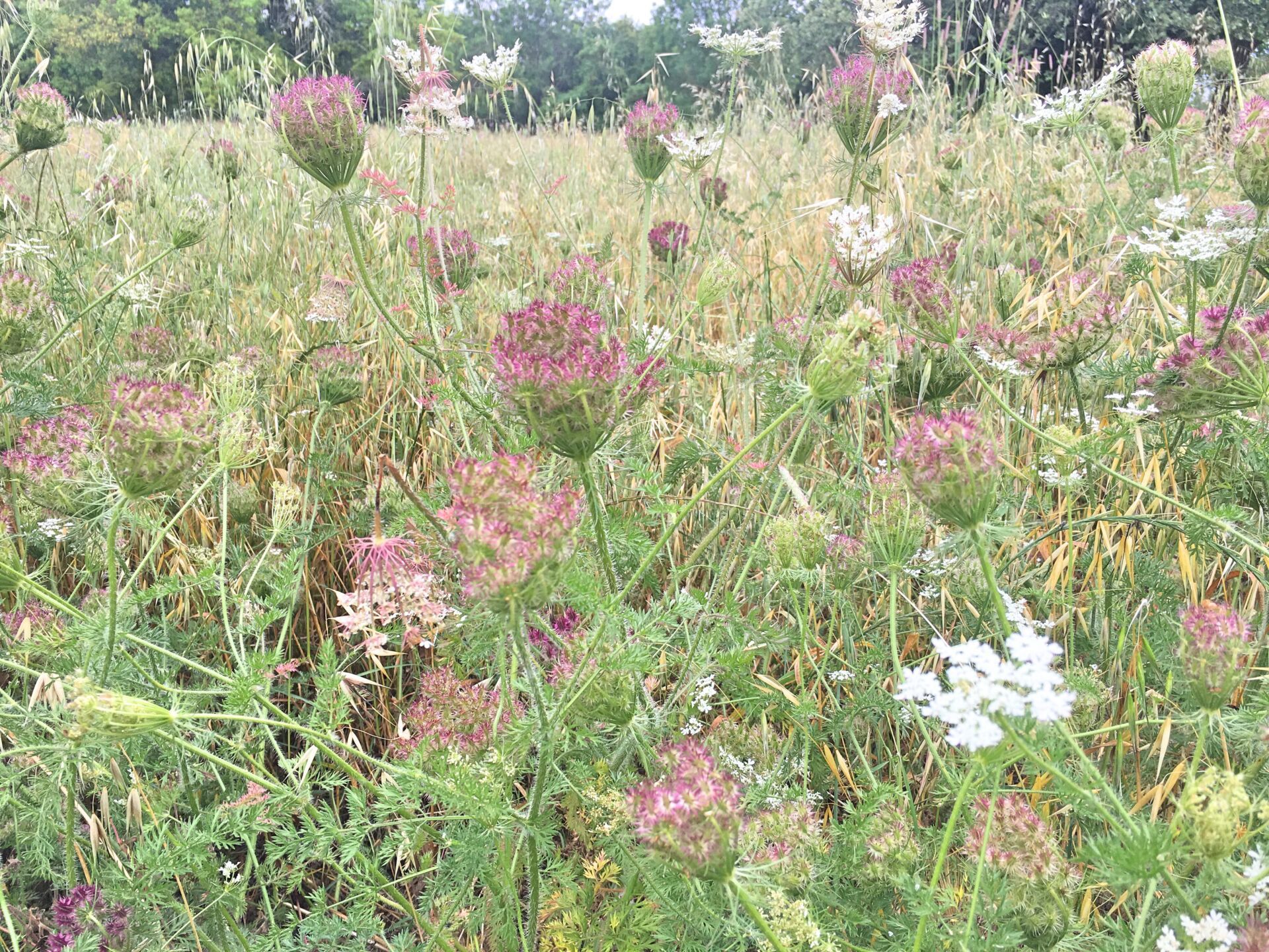 Parque de Monsanto - flowers