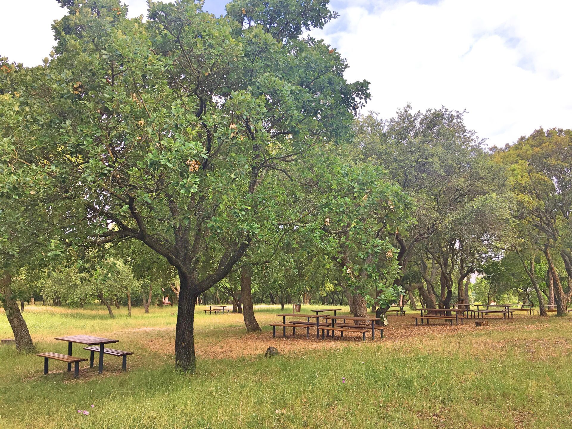 Parque de Monsanto - picnic