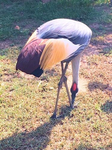 Bird at Badoca Safari Park