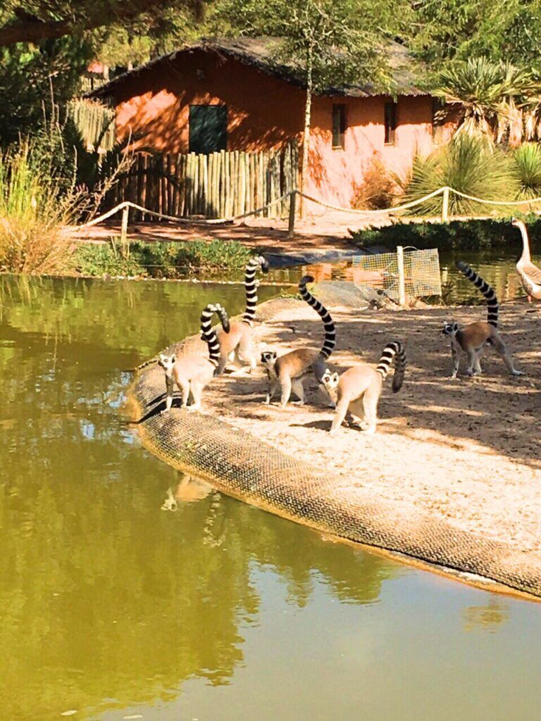 Lemurs at Badoca Safari Park