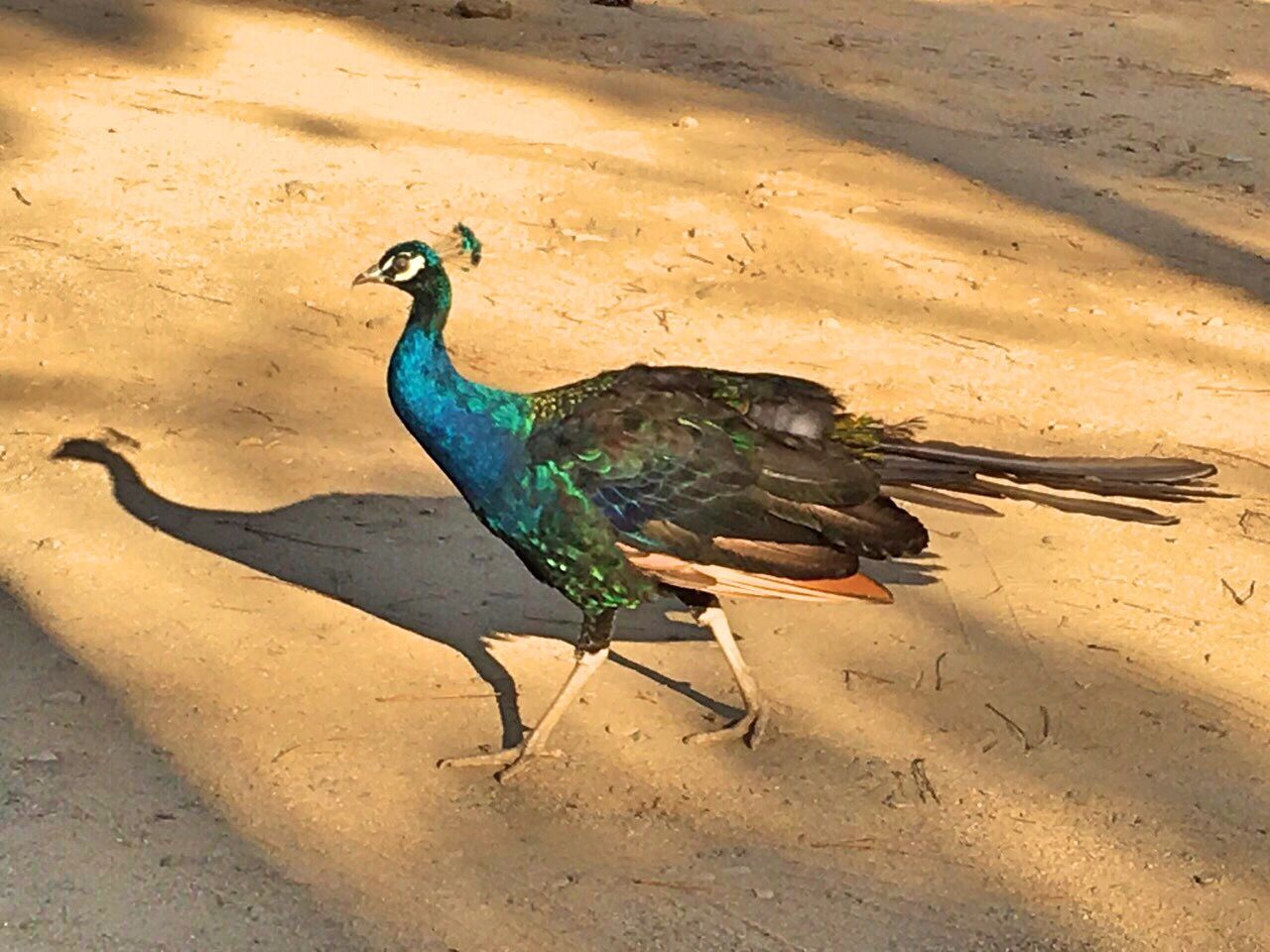 Peacock at Badoca Safari Park