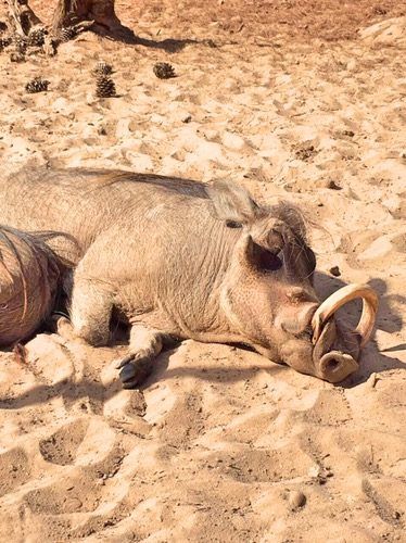 Warthog at Badoca Safari Park