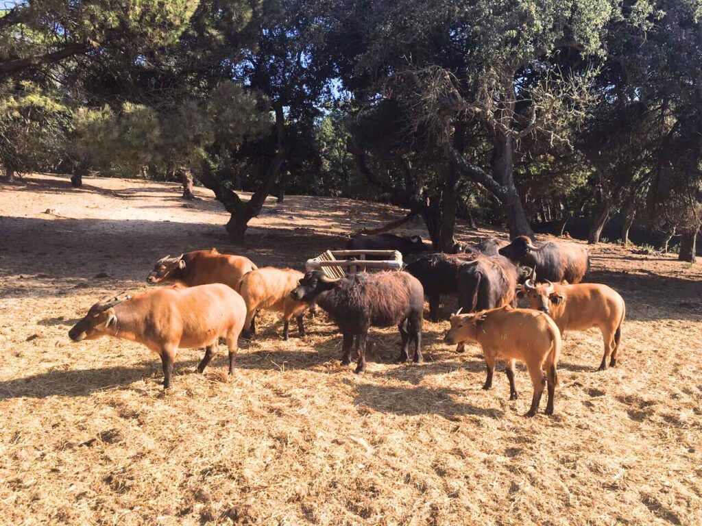 Buffalo at Badoca Safari Park