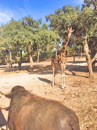 Animals at Badoca Safari Park