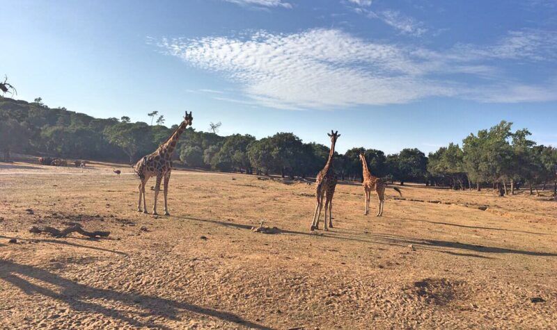 Giraffes at Badoca Safari Park