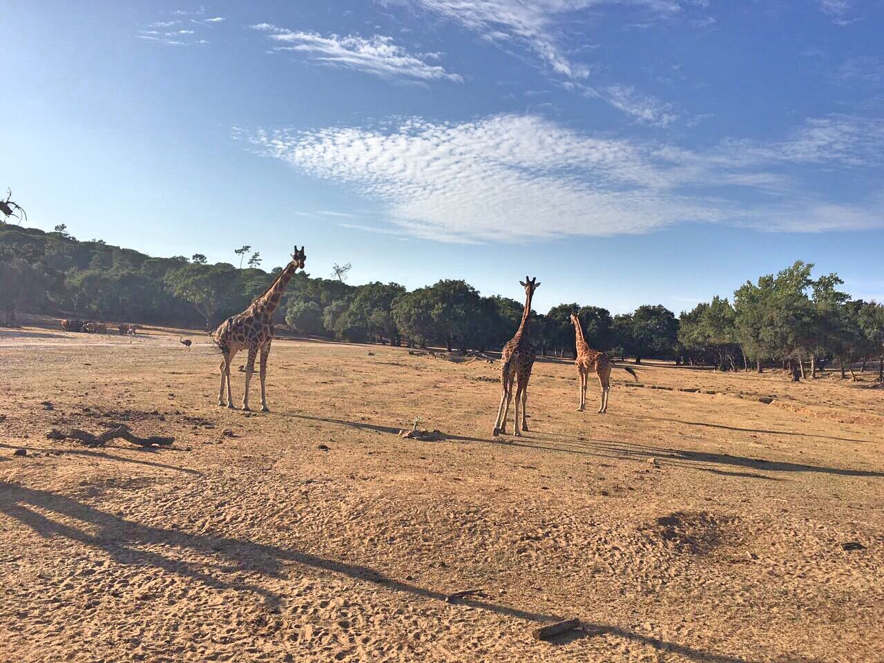 Giraffes at Badoca Safari Park