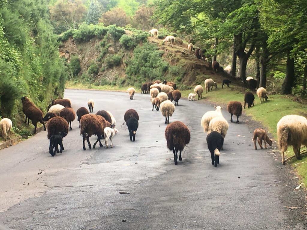 Sheep in Madeira