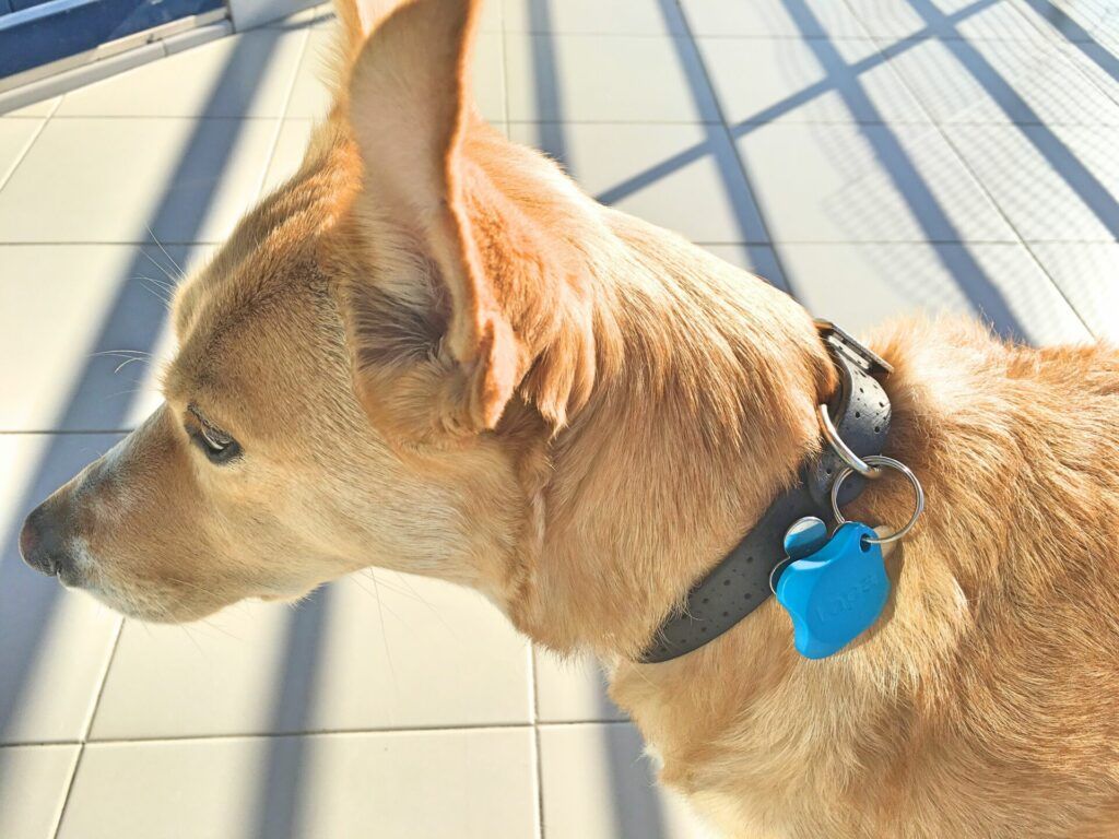 Lapa bluetooth tracker dog