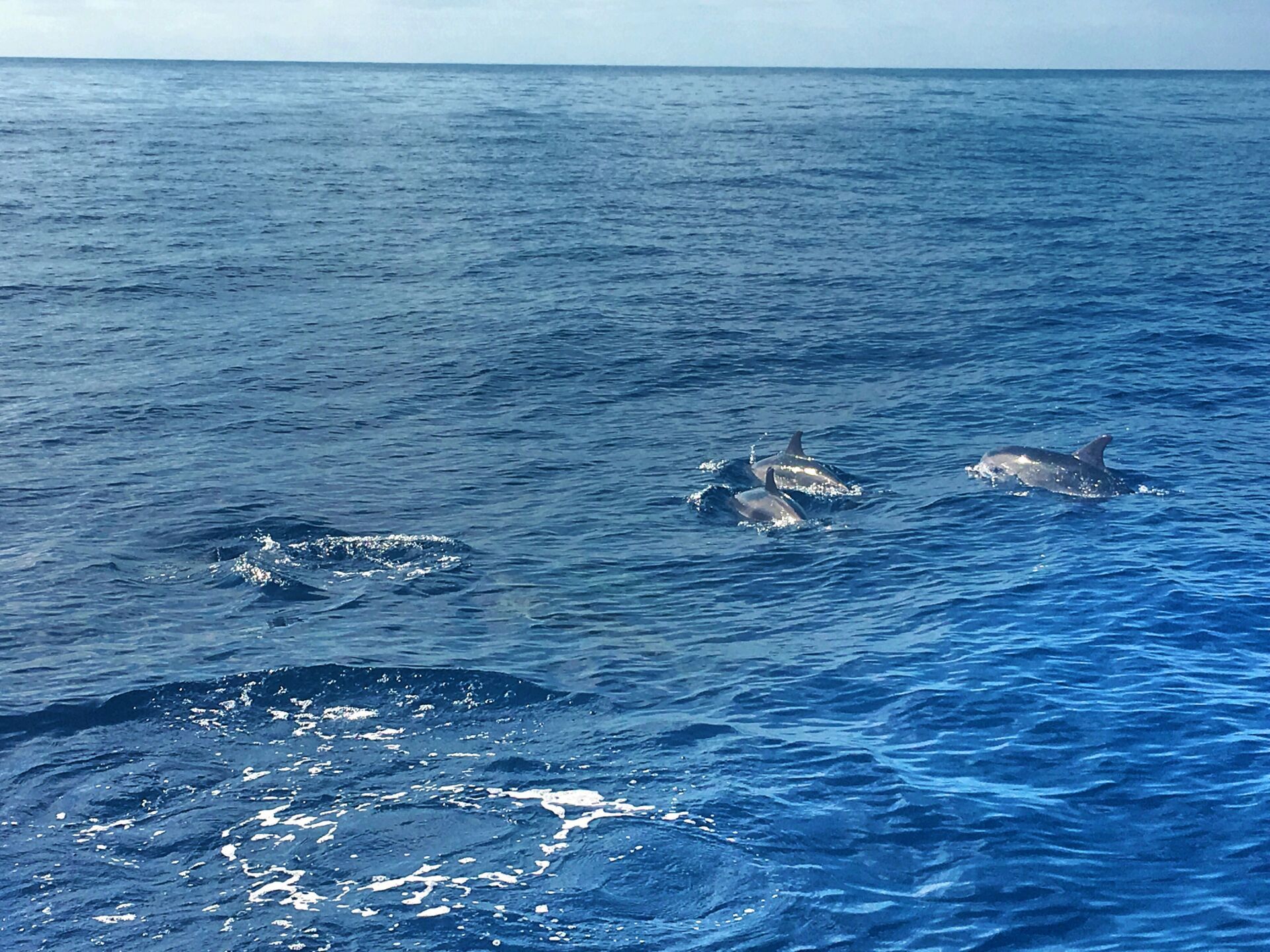Dolphins in Madeira